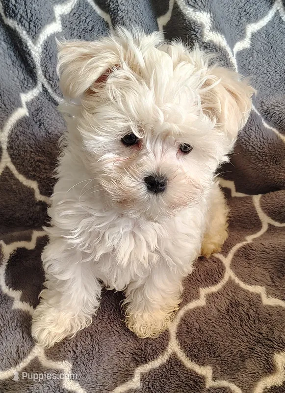 Ziggy – Maltese puppy for sale in Arlington, WA