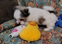 processed/001055ba-9e77-49ae-8951-487728a3ab21/listing/928734d6-1a3b-449b-993b-18afe73aaf59/f02c36ca-6f47-43a3-a6dd-7d2cfd63cb16