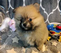 Daisy , a female Pomeranian for sale in Arlington, WA – 4 of 4