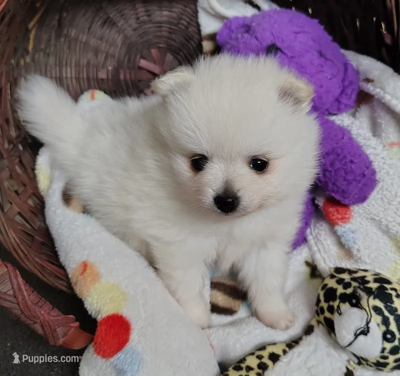 Brandy – Pomeranian puppy for sale in Arlington, WA
