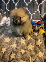 CoCo, a female Pomeranian for sale in Arlington, WA – 6 of 6