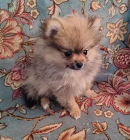 Stella, a female Pomeranian for sale in Arlington, WA – 1 of 3