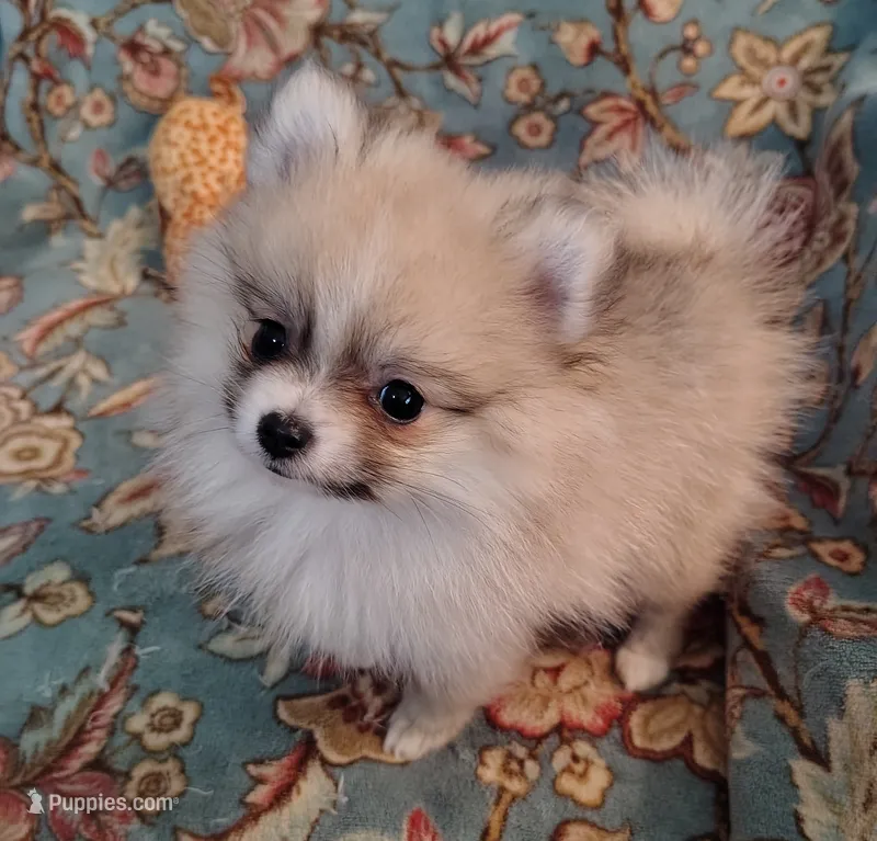 Lola – Pomeranian puppy for sale in Arlington, WA