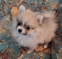 Lola, a female Pomeranian for sale in Arlington, WA – 1 of 3