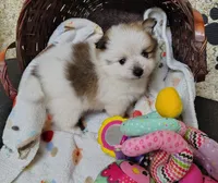 Tina, a female Pomeranian for sale in Arlington, WA – 2 of 2