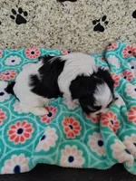 Bandit, a male Shih Tzu for sale in Arlington, WA – 4 of 4