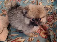 Molly, a female Pomeranian for sale in Arlington, WA – 2 of 3