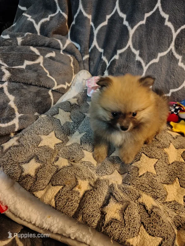 CoCo – Pomeranian puppy for sale in Arlington, WA