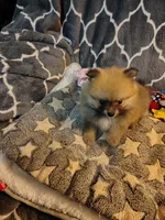 CoCo, a female Pomeranian for sale in Arlington, WA – 1 of 6