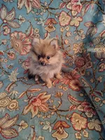 Stella, a female Pomeranian for sale in Arlington, WA – 3 of 3