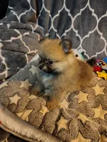 CoCo, a female Pomeranian for sale in Arlington, WA – 5 of 6