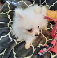 Casper, a male Pomeranian for sale in Arlington, WA – Photo 1 of 3