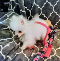 Casper, a male Pomeranian for sale in Arlington, WA – Photo 2 of 3