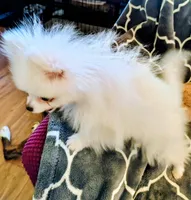 Casper, a male Pomeranian for sale in Arlington, WA – Photo 3 of 3