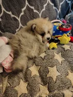 Cooper, a male Pomeranian for sale in Arlington, WA – 5 of 5