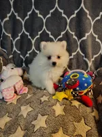 Toby, a male Pomeranian for sale in Arlington, WA – 4 of 4