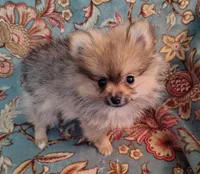Stella, a female Pomeranian for sale in Arlington, WA – 2 of 3