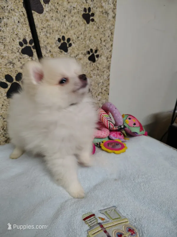 Toby – Pomeranian puppy for sale in Arlington, WA