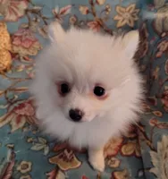 Maggie , a female Pomeranian for sale in Arlington, WA – 2 of 3