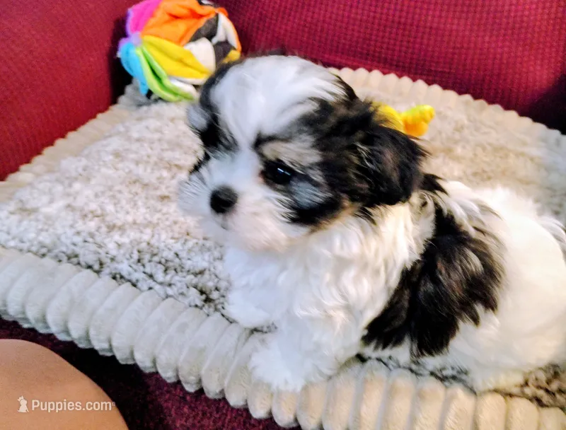 Bandit – Shih Tzu puppy for sale in Arlington, WA