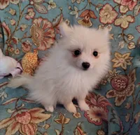 Maggie , a female Pomeranian for sale in Arlington, WA – 3 of 3