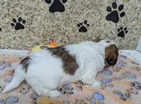 Rani, a female Maltese and Shih Tzu for sale in Arlington, WA – Photo 4 of 5