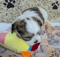 Rani, a female Maltese and Shih Tzu for sale in Arlington, WA – Photo 2 of 5