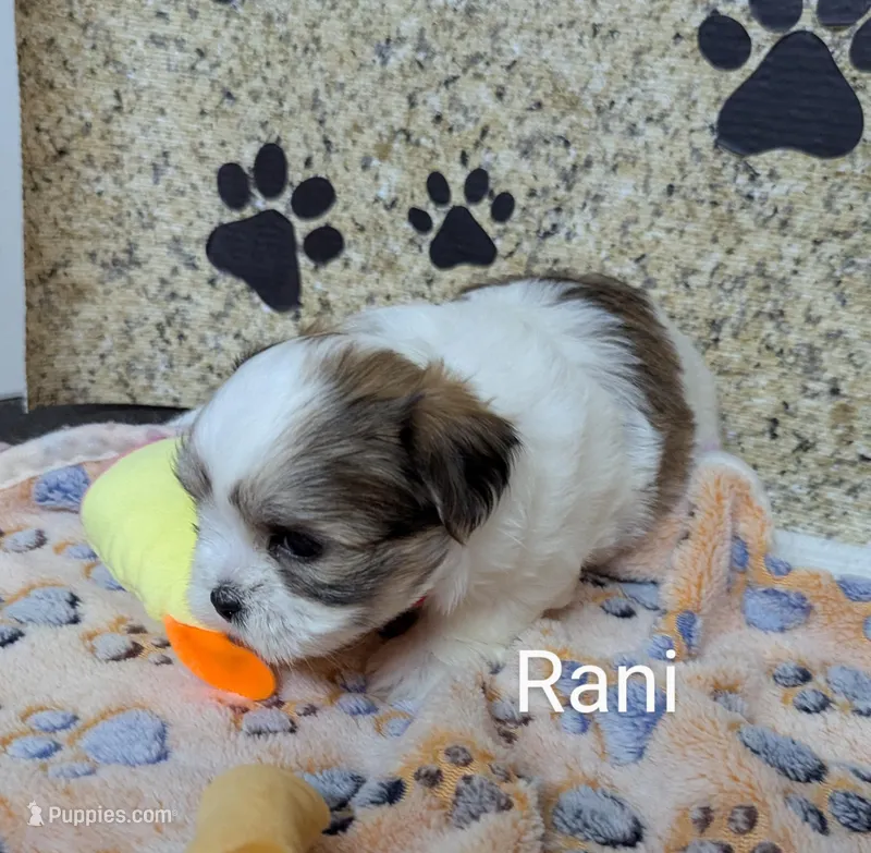 Rani