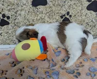 Rani, a female Maltese and Shih Tzu for sale in Arlington, WA – Photo 3 of 5