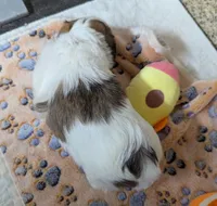 Rani, a female Maltese and Shih Tzu for sale in Arlington, WA – Photo 5 of 5