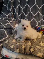 Toby, a male Pomeranian for sale in Arlington, WA – 3 of 4