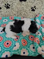 Bandit, a male Shih Tzu for sale in Arlington, WA – 3 of 4