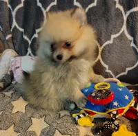 Daisy , a female Pomeranian for sale in Arlington, WA – 1 of 4