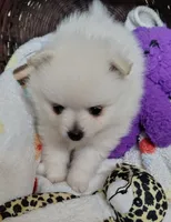 Brandy, a female Pomeranian for sale in Arlington, WA – 2 of 2