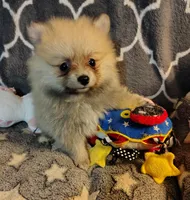 Daisy , a female Pomeranian for sale in Arlington, WA – 2 of 4