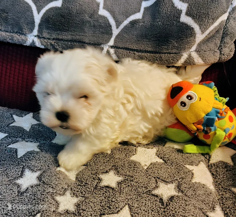 Ziggy – Maltese puppy for sale in Arlington, WA