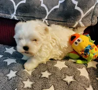 Ziggy, a male Maltese for sale in Arlington, WA – 1 of 1