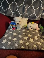 Galaxy, a male Maltese for sale in Arlington, WA – 3 of 4