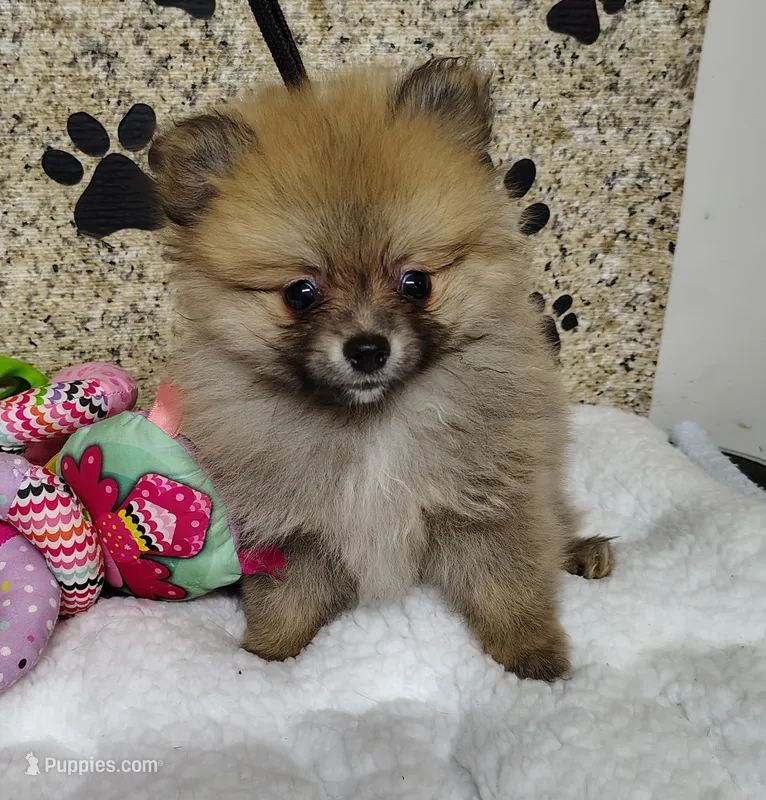 CoCo – Pomeranian puppy for sale in Arlington, WA