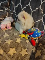 Toby, a male Pomeranian for sale in Arlington, WA – 2 of 4