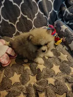 Cooper, a male Pomeranian for sale in Arlington, WA – 4 of 5