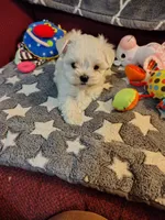 Ada, a female Maltese for sale in Arlington, WA – 4 of 4