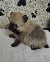 Ginger, a female Pomeranian for sale in Arlington, WA – Photo 2 of 3