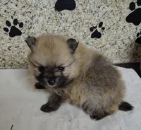 Ginger, a female Pomeranian for sale in Arlington, WA – Photo 1 of 3