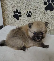 Ginger, a female Pomeranian for sale in Arlington, WA – Photo 3 of 3