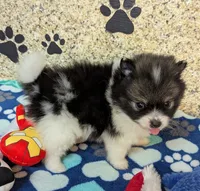 Sammy, a male Pomeranian for sale in Arlington, WA – Photo 1 of 4