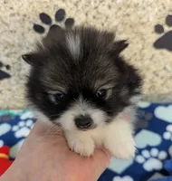 Sammy, a male Pomeranian for sale in Arlington, WA – Photo 2 of 4