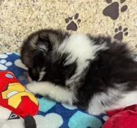 Sammy, a male Pomeranian for sale in Arlington, WA – Photo 4 of 4