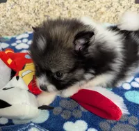 Sammy, a male Pomeranian for sale in Arlington, WA – Photo 3 of 4