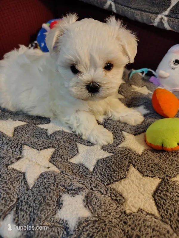 Ada – Maltese puppy for sale in Arlington, WA